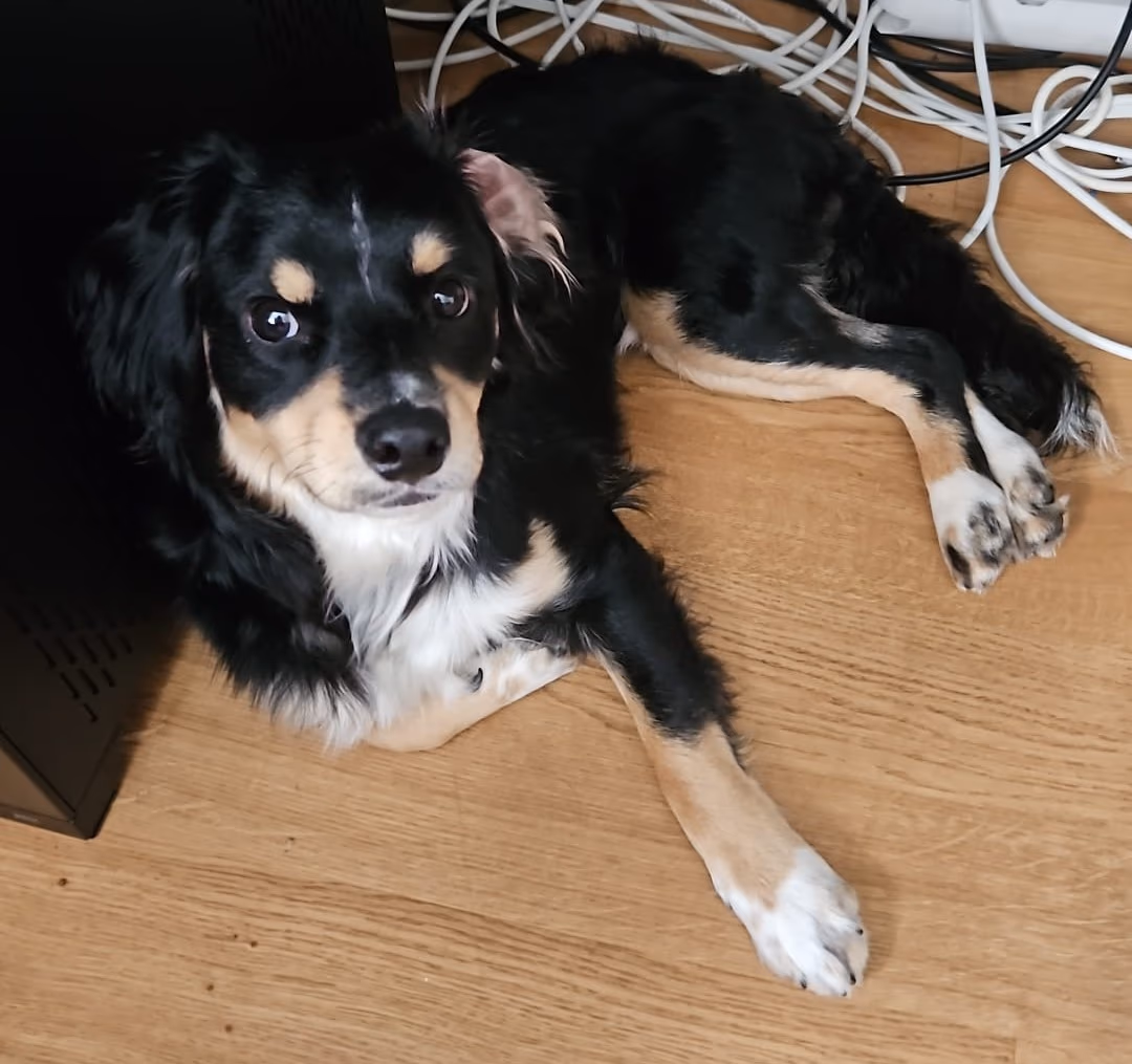 Balou liegt aufmerksam neben einem Computer und einem Datenkabel und überwacht die Entwicklung.