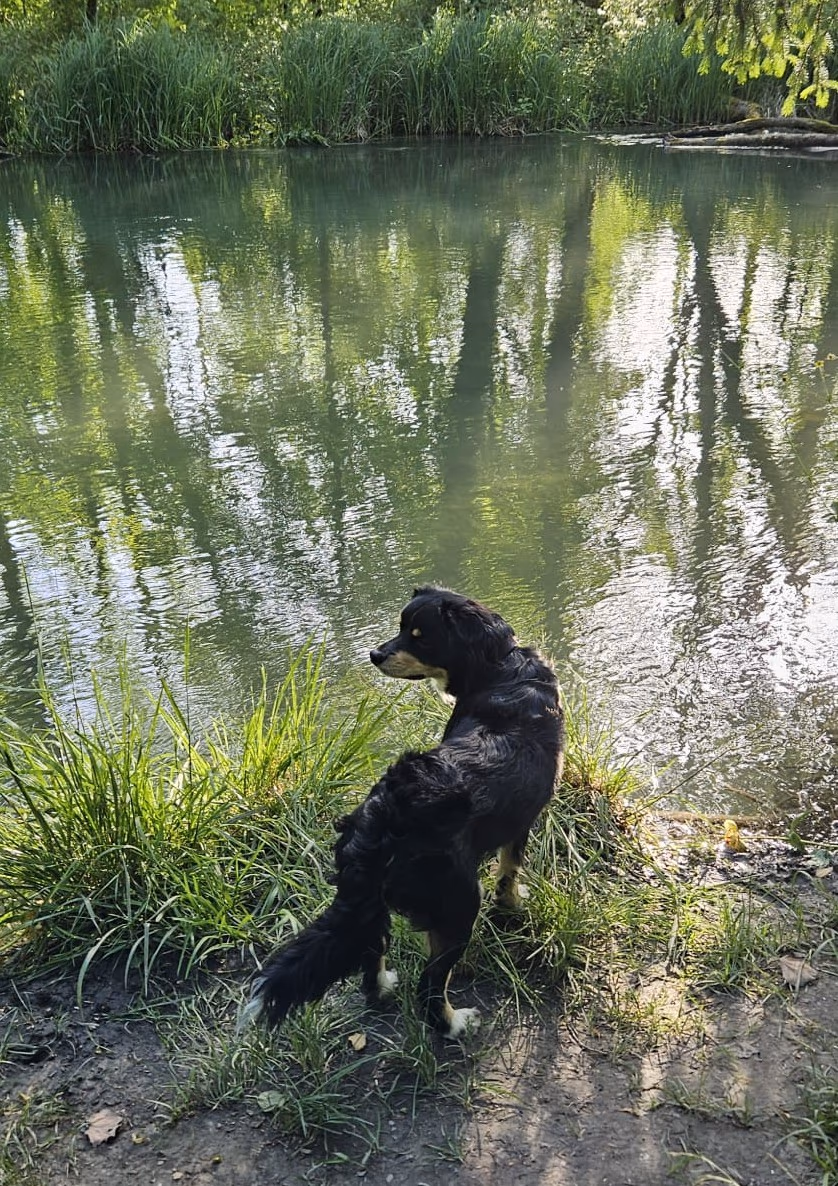 Balou entspannt sich in der Natur und genießt die Ruhe nach einem anstrengenden Code-Review.